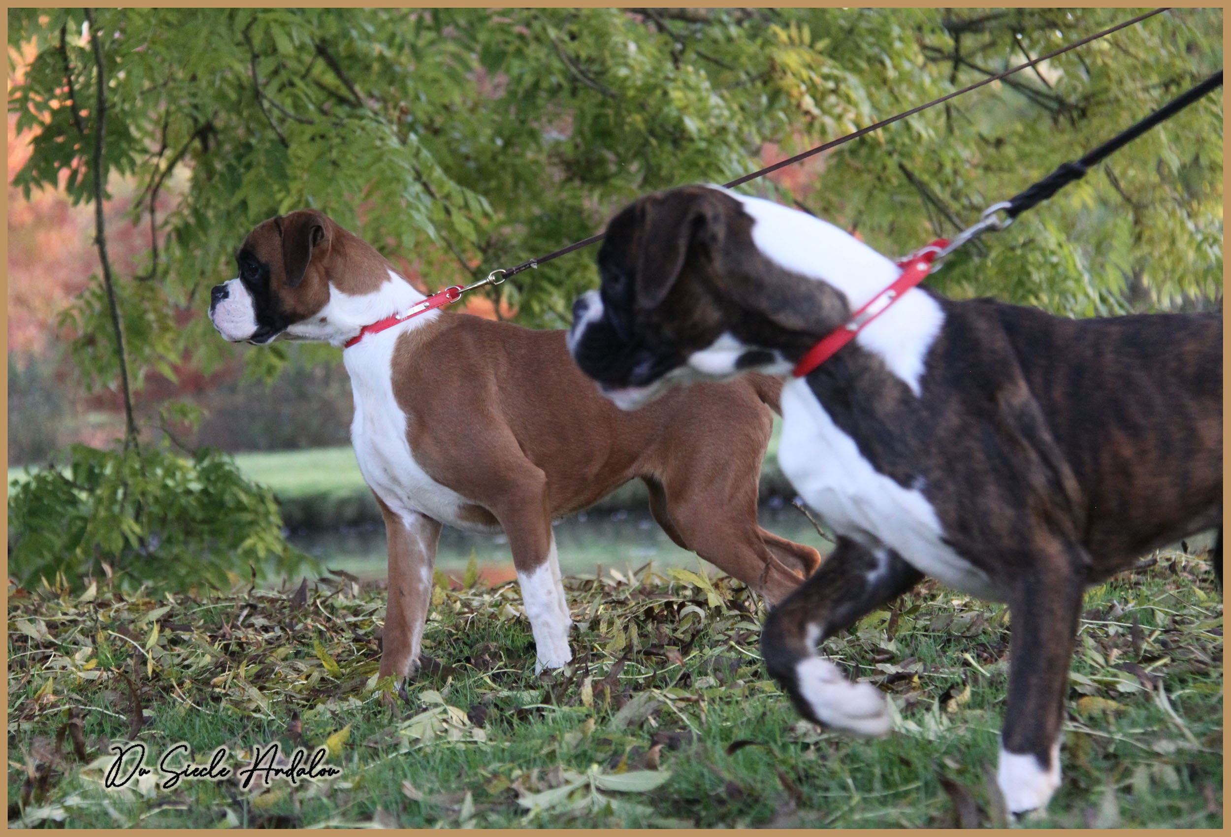 Sharon et Shiva 6 mois