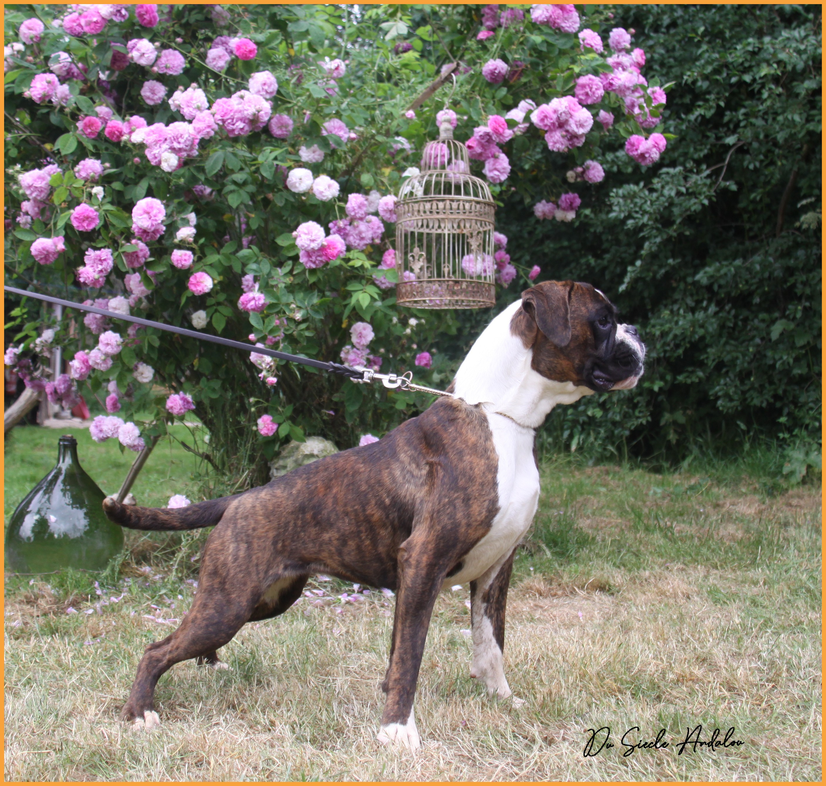 Shiva 12 mois
