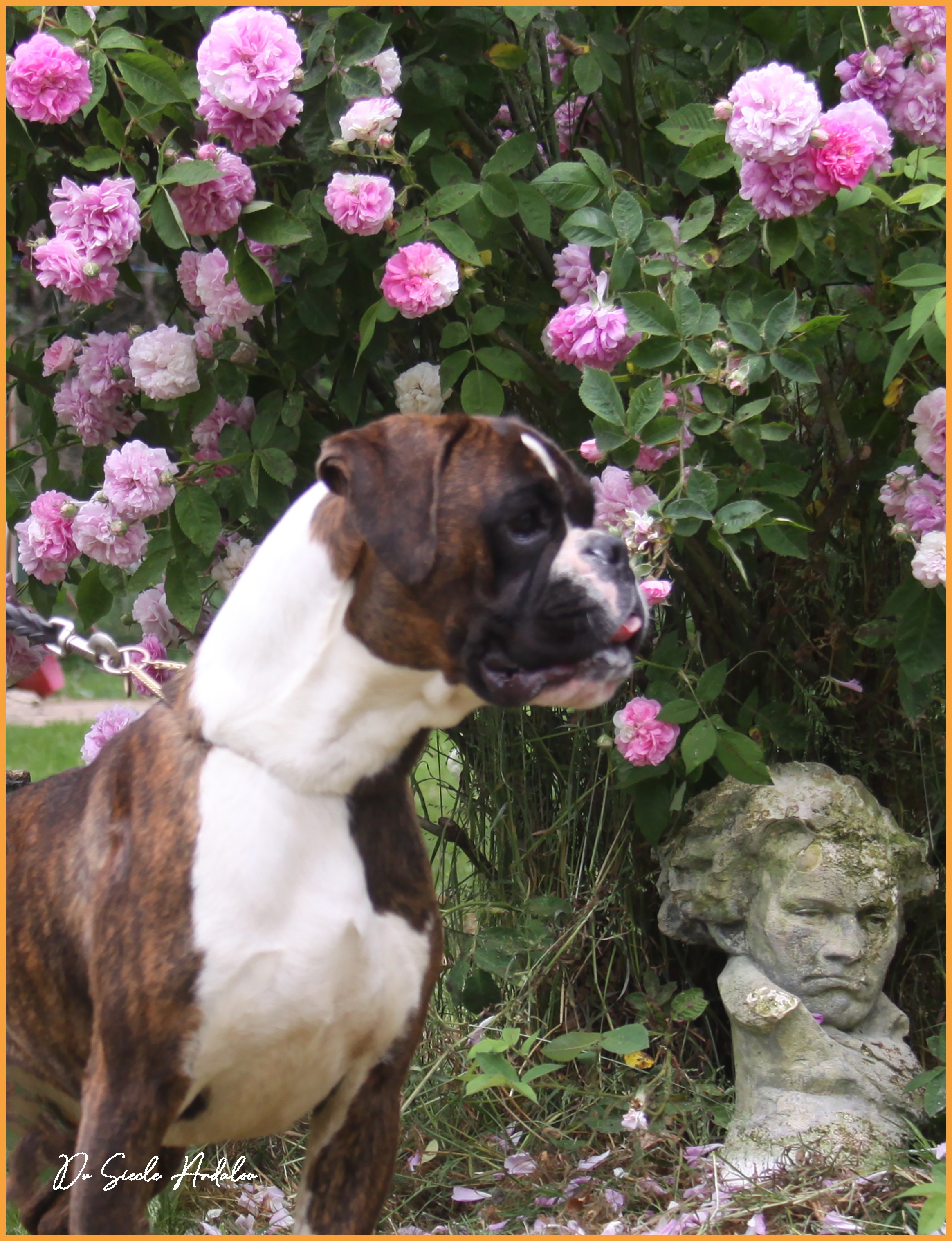 Shiva 21 Mai 2022