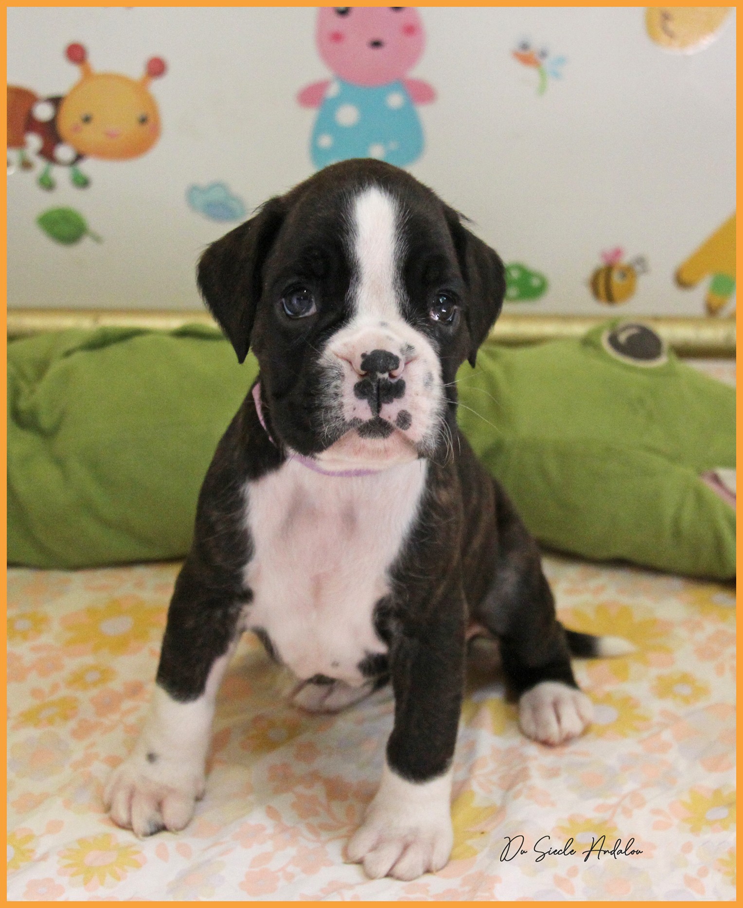 Tessi 38 jours 